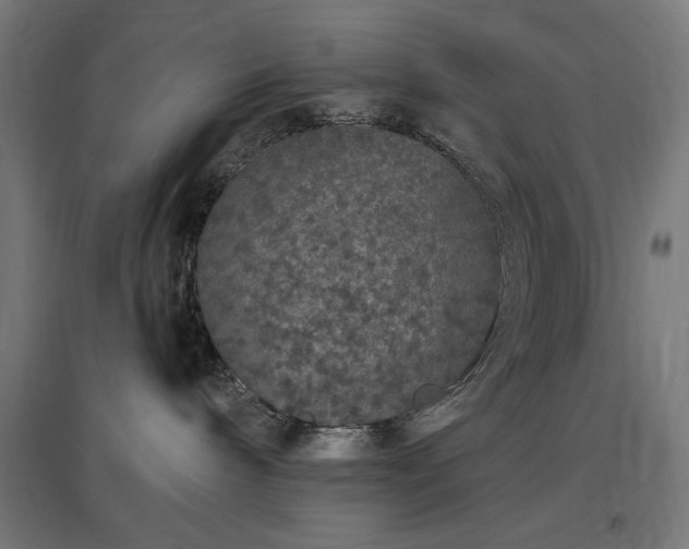 X0000096970240200802151315
