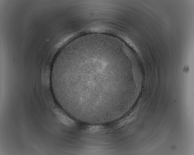 X0000096970446200802151312