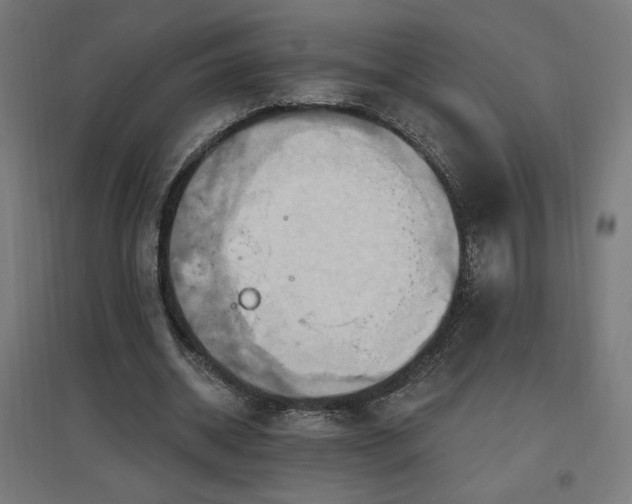 X0000096970534200802151310
