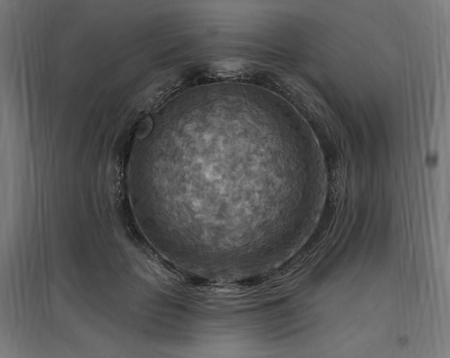 X0000096970653200802151309