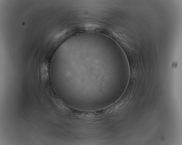 X0000096971106200802151302