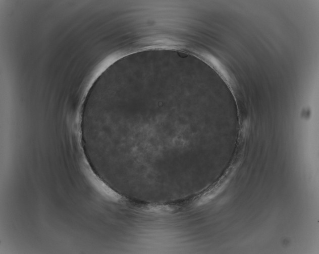 X0000096971243200802151301