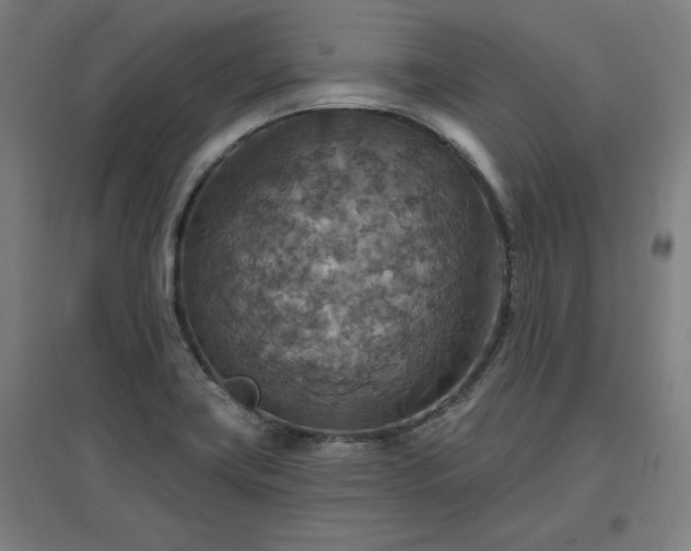 X0000096971419200802151258