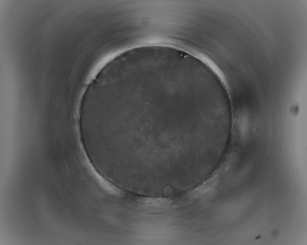 X0000096971429200802151258