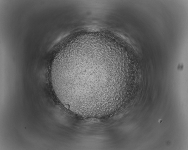 X0000096971446200802151258