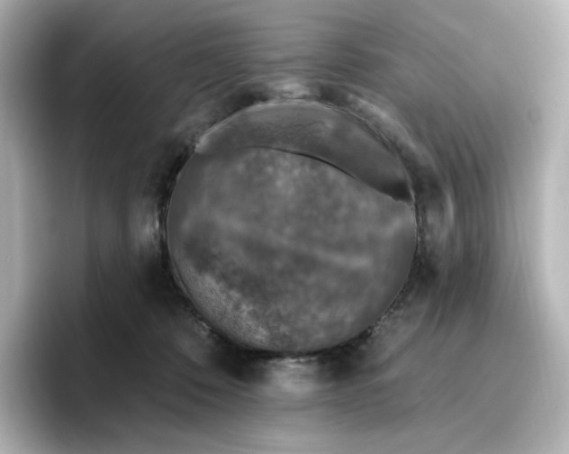 X0000096970320200802221408