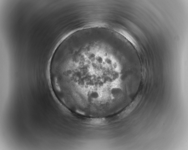 X0000096971055200802221358