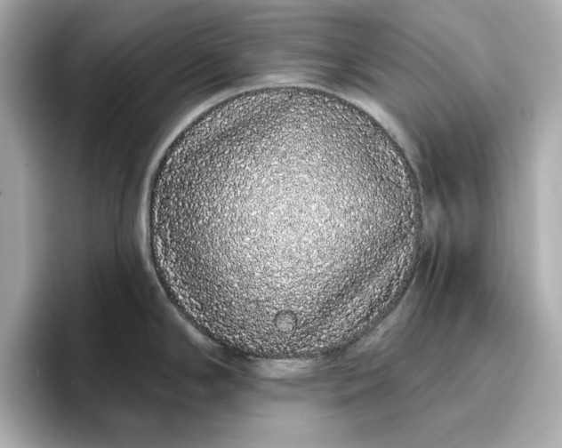 X0000096971294200802221355