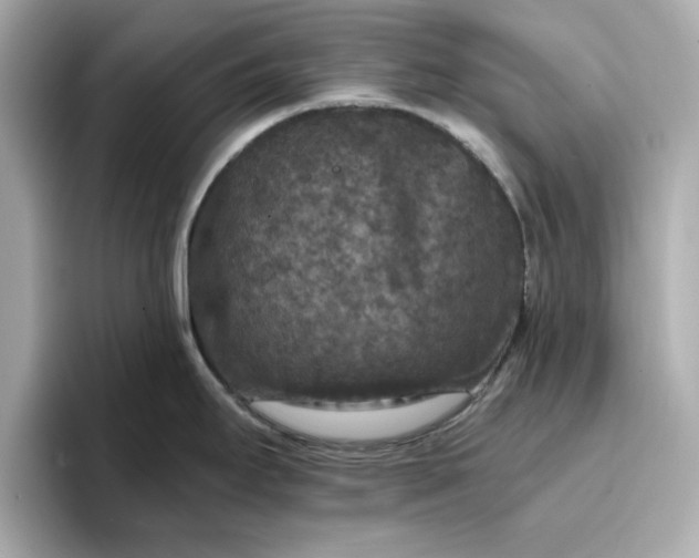 X0000096971295200802221355