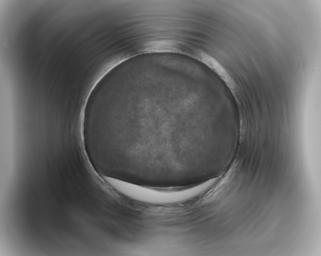 X0000096971386200802221353