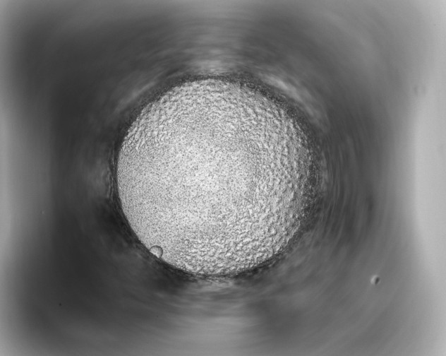 X0000096971446200802221353