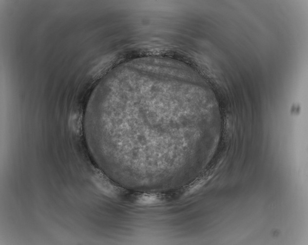 X0000096970177200802291130