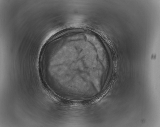 X0000096970196200802291130