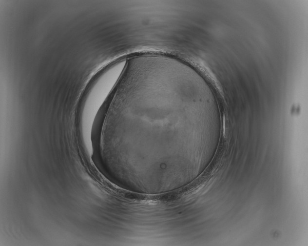 X0000096970204200802291130