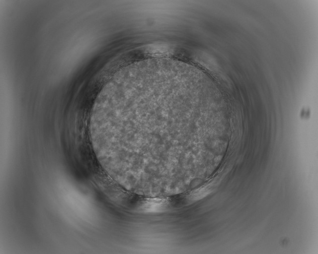 X0000096970240200802291129