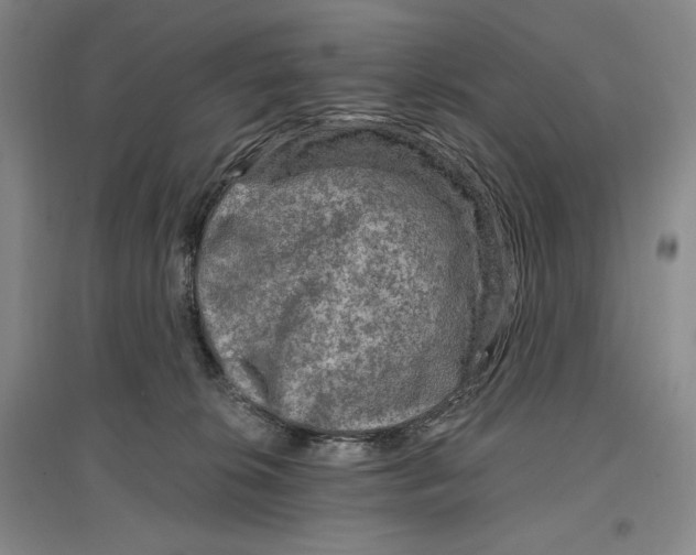 X0000096970276200802291129