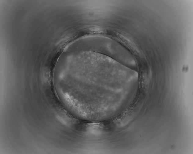 X0000096970320200802291127