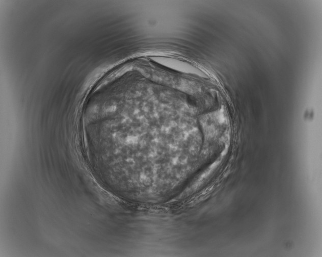 X0000096970337200802291126