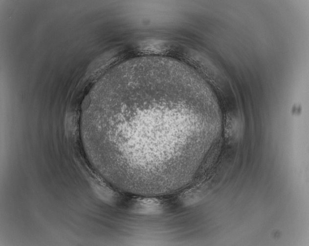 X0000096970409200802291126