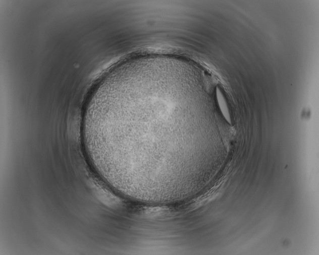 X0000096970446200802291125