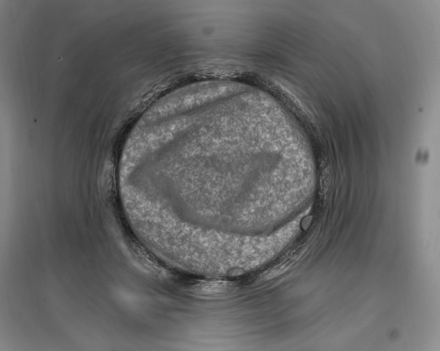 X0000096970459200802291125