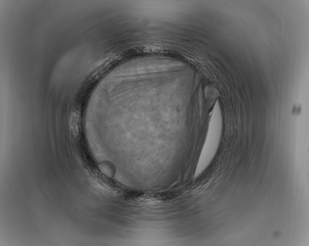 X0000096970648200802291123