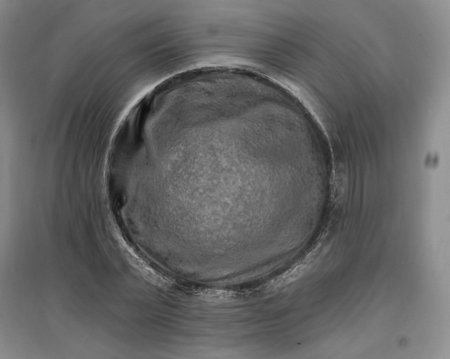 X0000096970783200802291121