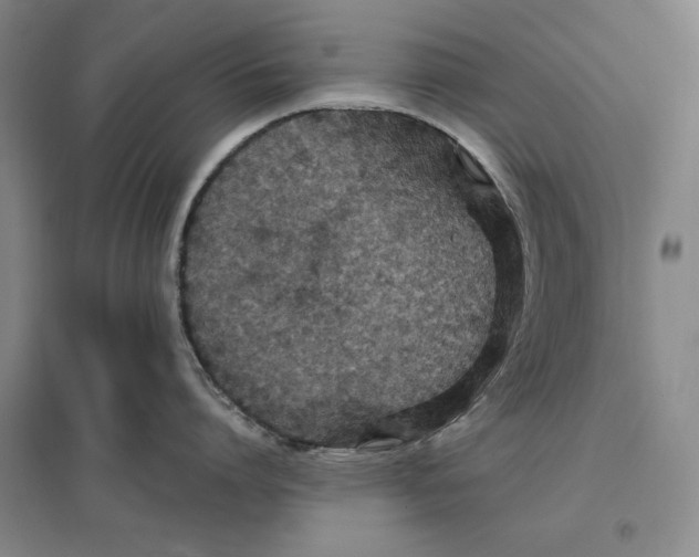 X0000096970864200802291120