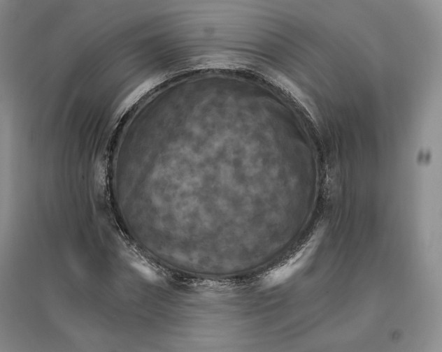 X0000096970874200802291119