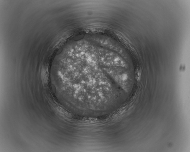 X0000096970915200802291118