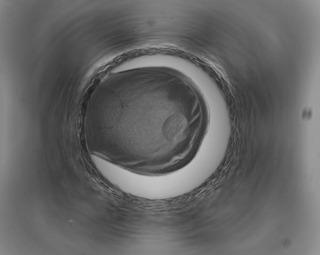 X0000096970920200802291118