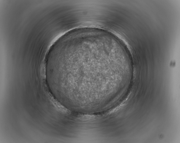 X0000096970925200802291118