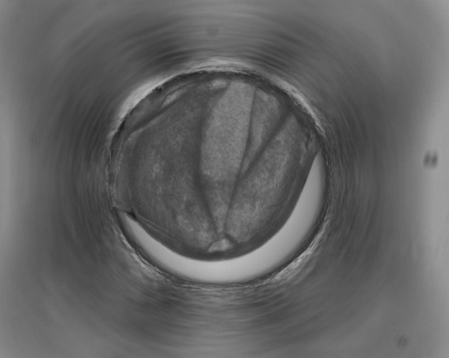 X0000096971066200802291116