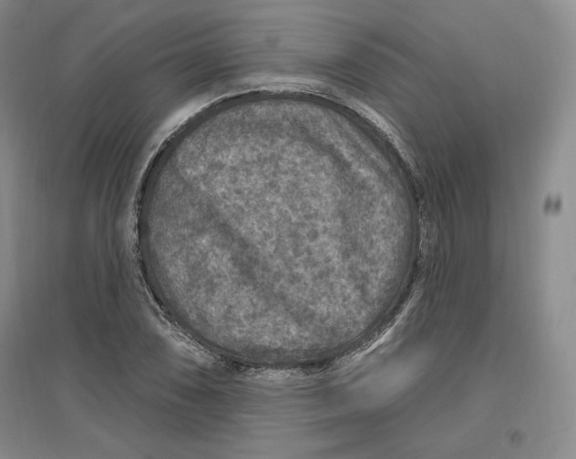 X0000096971074200802291116