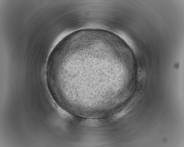 X0000096971094200802291116