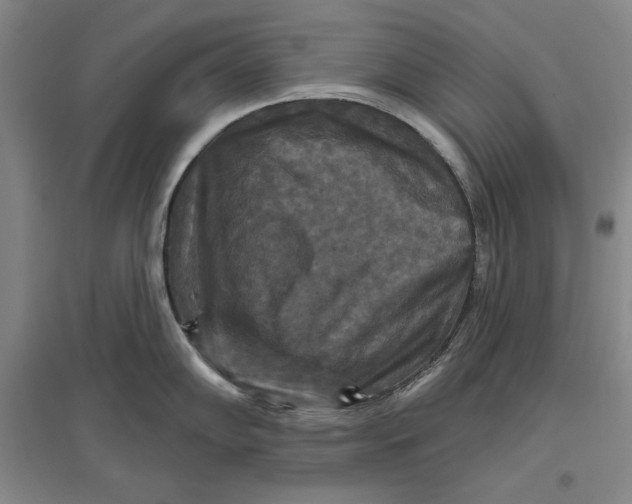 X0000096971102200802291116