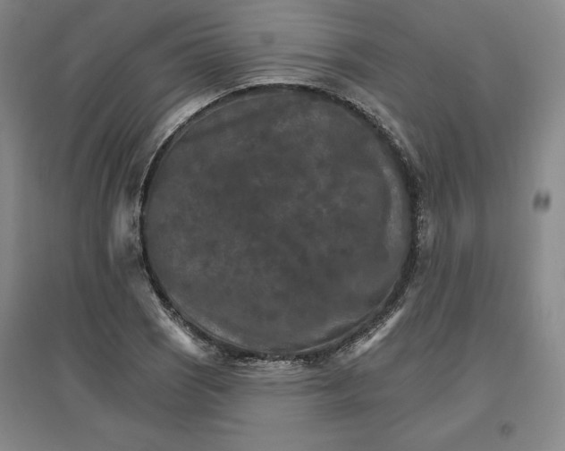 X0000096971121200802291115