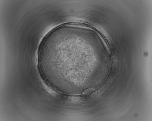 X0000096971128200802291115