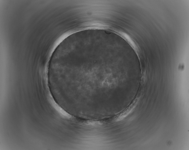 X0000096971243200802291114