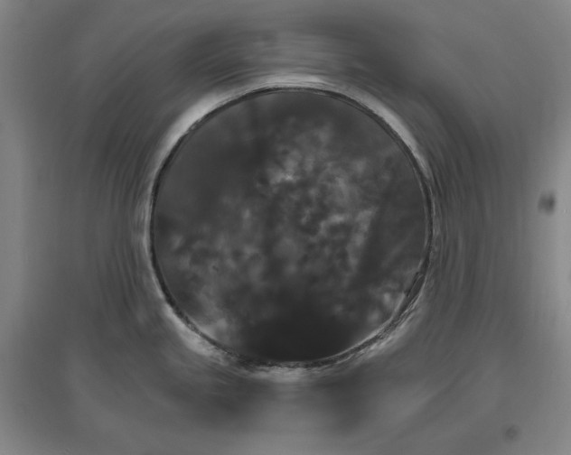 X0000096971245200802291114