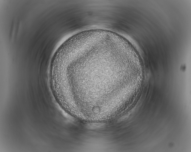 X0000096971294200802291112