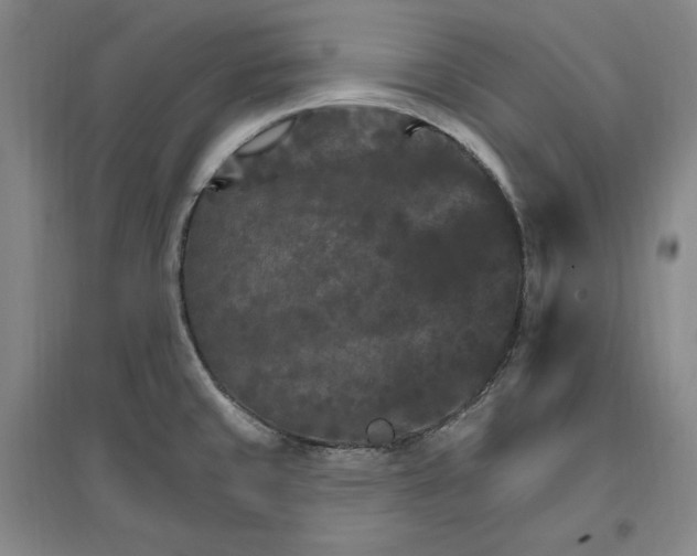 X0000096971429200802291111