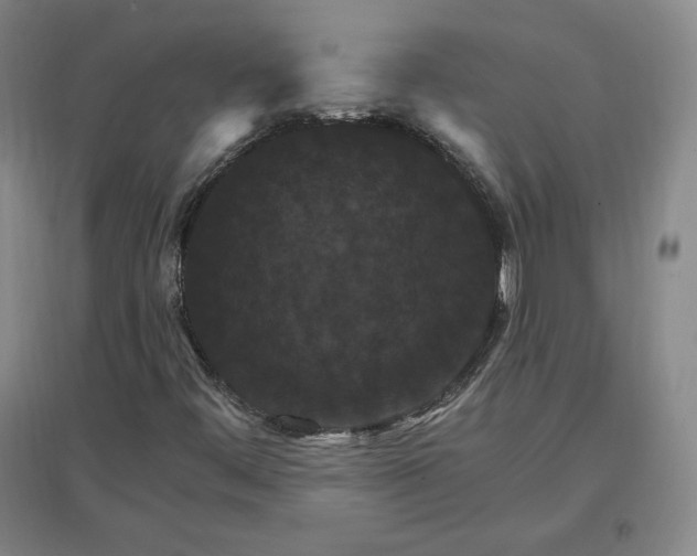 X0000096971444200802291110