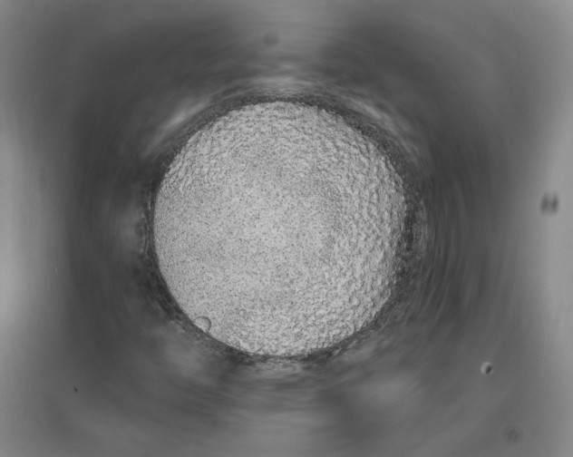 X0000096971446200802291110