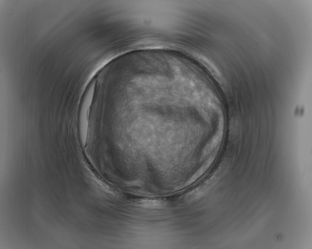 X0000096971465200802291110