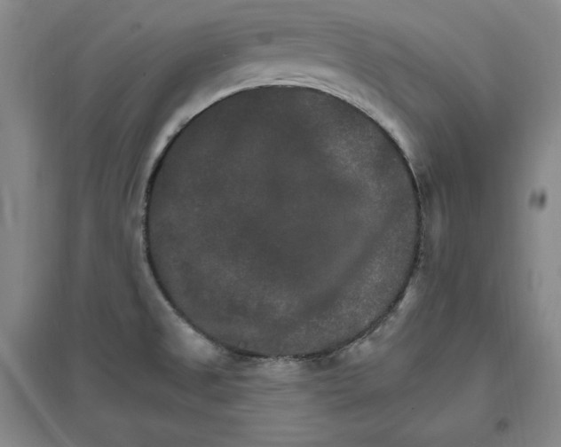 X0000096971525200802291109