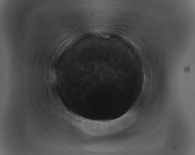 X0000096970048200803071016