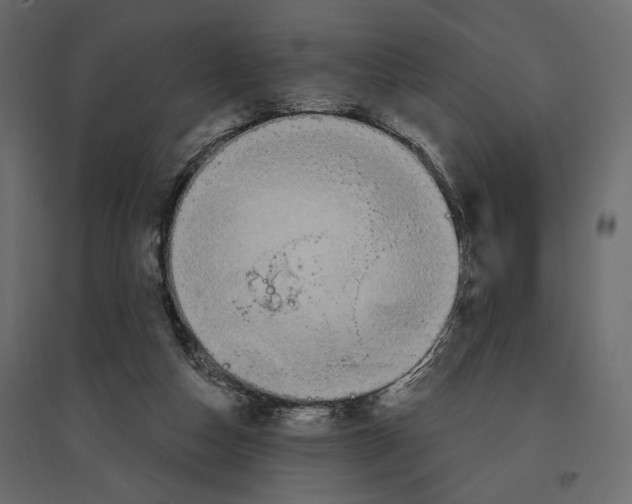X0000096970162200803071014