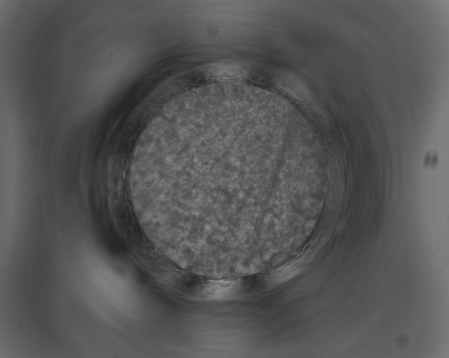 X0000096970240200803071013