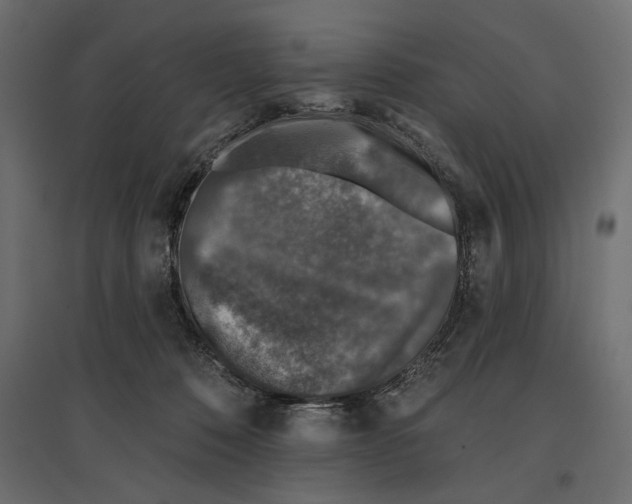 X0000096970320200803071012